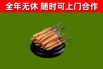 黑龙江回收散虫草
